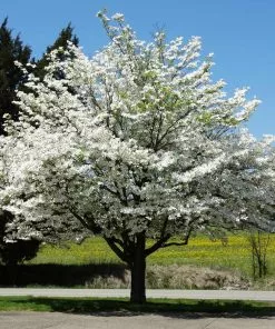 Brighter Blooms White Dogwood Tree Flowering Trees
