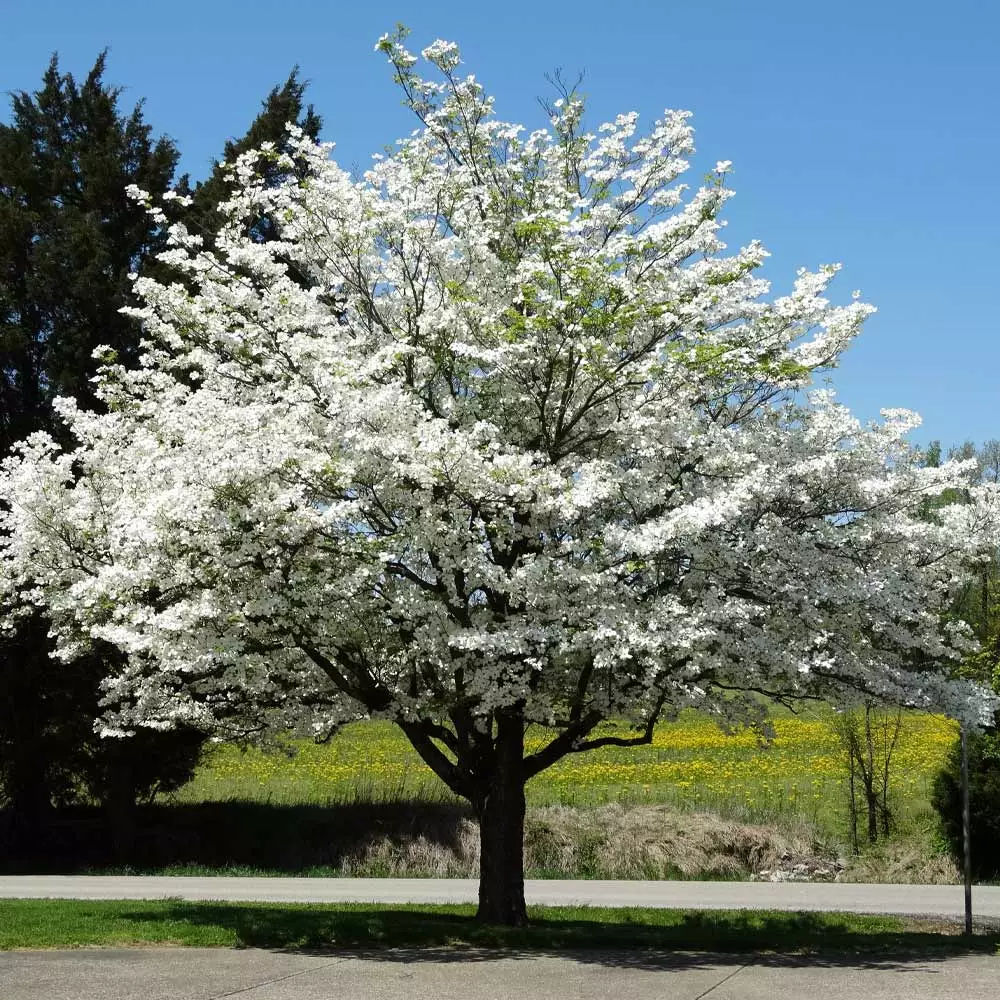 Brighter Blooms White Dogwood Tree 2 Brighter Blooms White Dogwood Tree