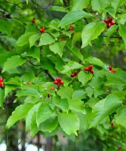 Brighter Blooms White Dogwood Tree Flowering Trees 10 Brighter Blooms White Dogwood Tree Flowering Trees