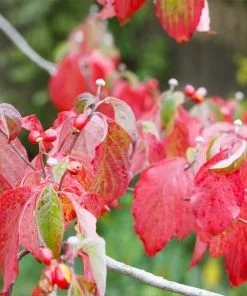 Brighter Blooms White Dogwood Tree Flowering Trees 13 Brighter Blooms White Dogwood Tree Flowering Trees