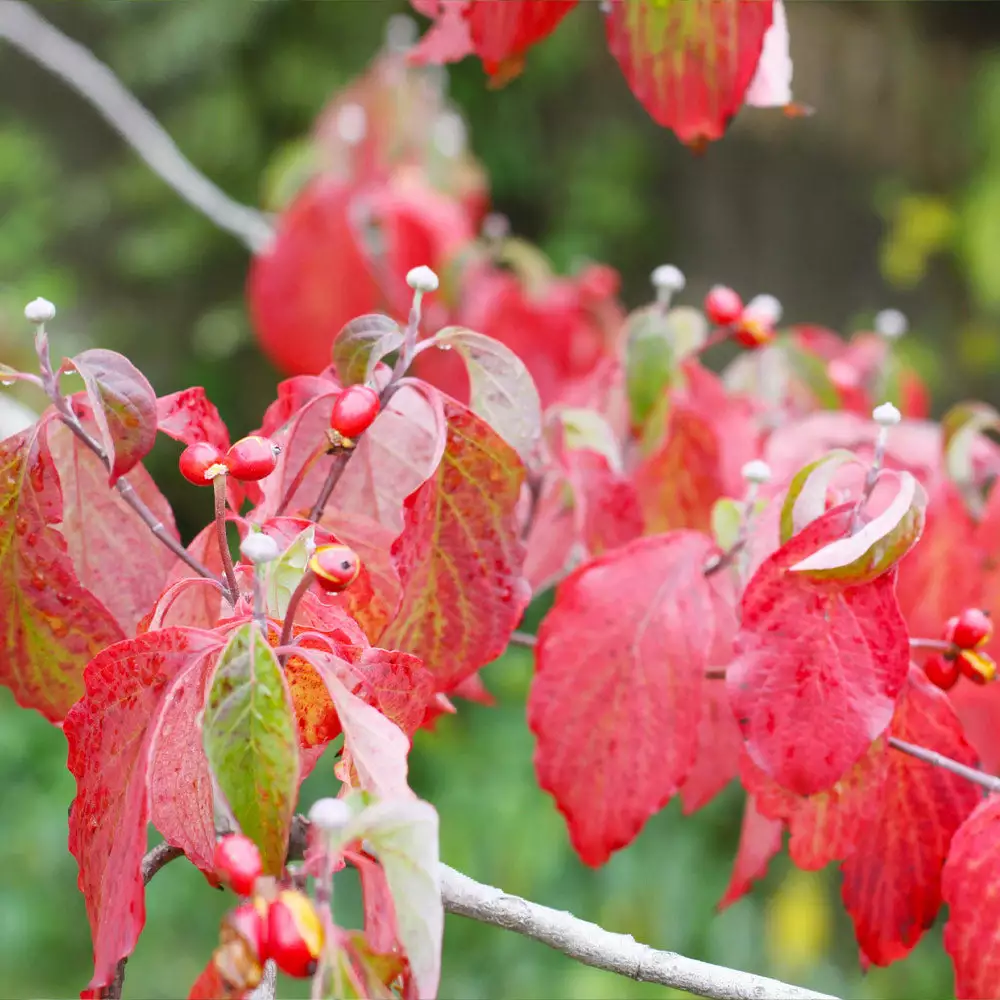 Brighter Blooms White Dogwood Tree Flowering Trees 7 Brighter Blooms White Dogwood Tree Flowering Trees