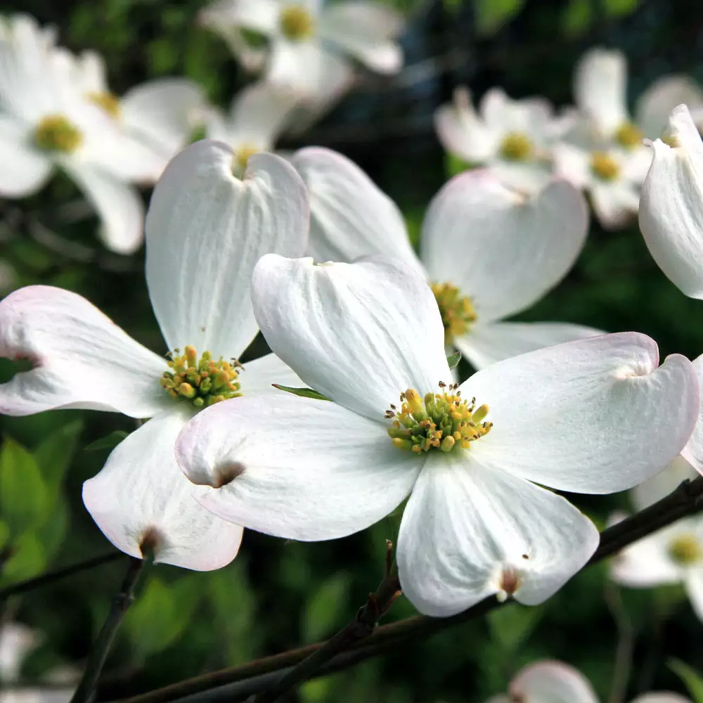 Brighter Blooms White Dogwood Tree 3 Brighter Blooms White Dogwood Tree