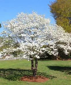 Brighter Blooms White Dogwood Tree 11 Brighter Blooms White Dogwood Tree