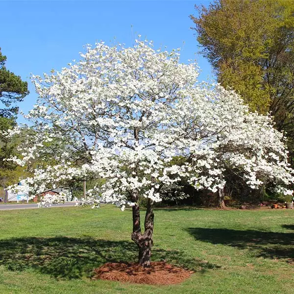 Brighter Blooms White Dogwood Tree 5 Brighter Blooms White Dogwood Tree