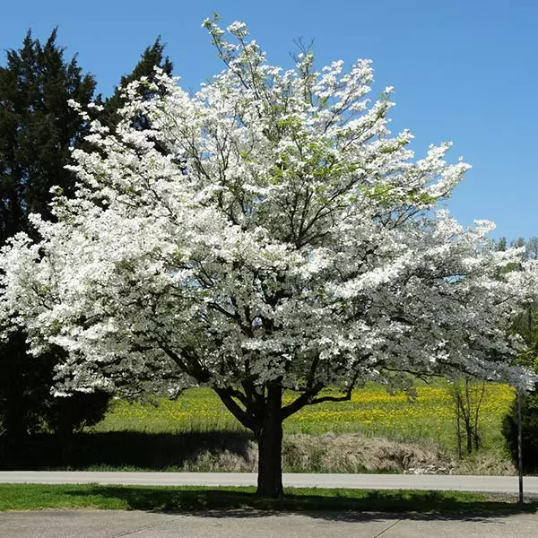 Brighter Blooms White Dogwood Tree 1 Brighter Blooms White Dogwood Tree