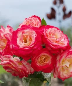 Brighter Blooms Shrubs & Hedges White Lies™ Rose 6 Brighter Blooms Shrubs & Hedges White Lies™ Rose