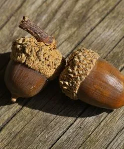 Brighter Blooms Shade Trees White Oak Tree 10 Brighter Blooms Shade Trees White Oak Tree