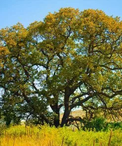 Brighter Blooms Shade Trees White Oak Tree 9 Brighter Blooms Shade Trees White Oak Tree