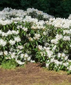 Brighter Blooms White Rhododendron Shrub