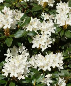 Brighter Blooms White Rhododendron Shrub