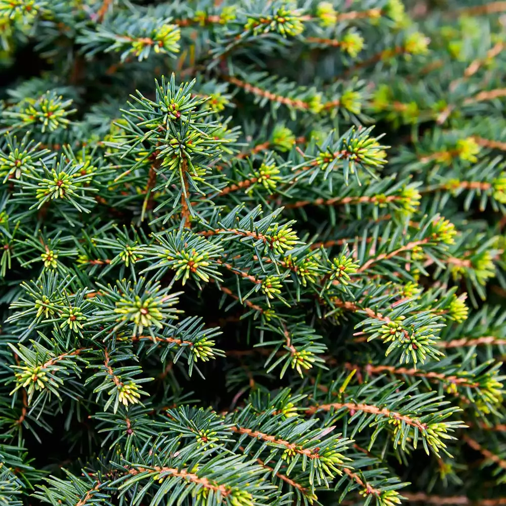 Brighter Blooms White Spruce Tree Evergreen & Privacy 4 Brighter Blooms White Spruce Tree Evergreen & Privacy