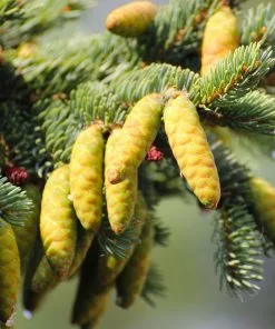 Brighter Blooms White Spruce Tree Evergreen & Privacy 9 Brighter Blooms White Spruce Tree Evergreen & Privacy