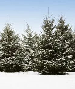 Brighter Blooms White Spruce Tree Evergreen & Privacy