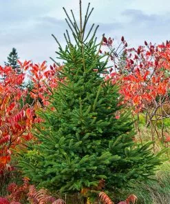 Brighter Blooms White Spruce Tree Evergreen & Privacy 7 Brighter Blooms White Spruce Tree Evergreen & Privacy
