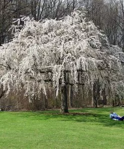 Brighter Blooms Flowering Trees White Weeping Cherry Tree
