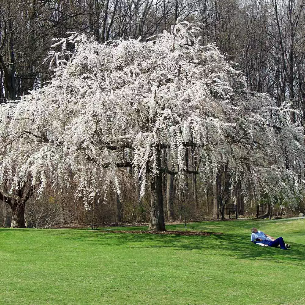 Brighter Blooms Flowering Trees White Weeping Cherry Tree 2 Brighter Blooms Flowering Trees White Weeping Cherry Tree