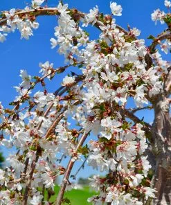 Brighter Blooms Flowering Trees White Weeping Cherry Tree 7 Brighter Blooms Flowering Trees White Weeping Cherry Tree