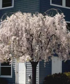 Brighter Blooms Flowering Trees White Weeping Cherry Tree 8 Brighter Blooms Flowering Trees White Weeping Cherry Tree