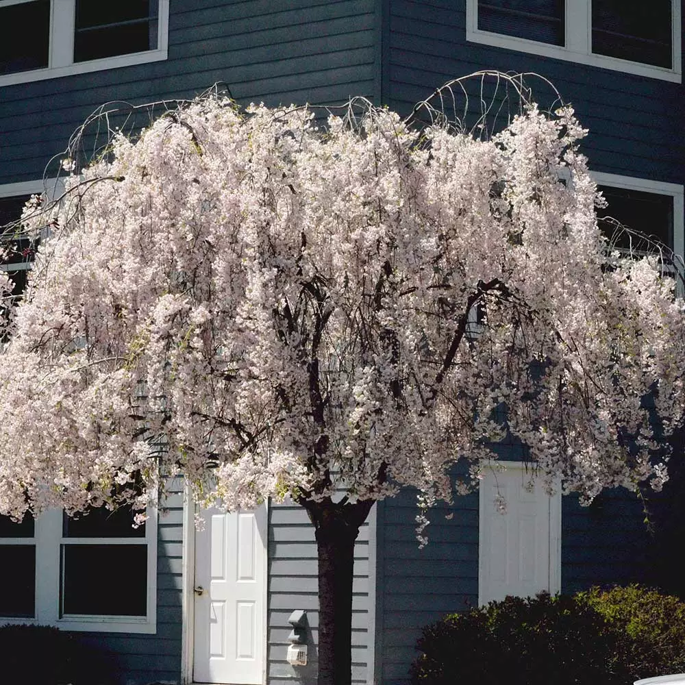 Brighter Blooms Flowering Trees White Weeping Cherry Tree 4 Brighter Blooms Flowering Trees White Weeping Cherry Tree