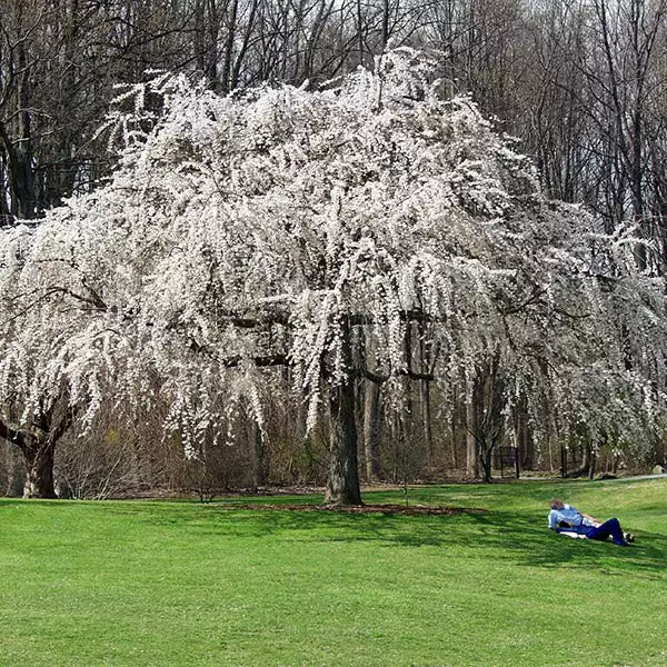 Brighter Blooms Flowering Trees White Weeping Cherry Tree 1 Brighter Blooms Flowering Trees White Weeping Cherry Tree