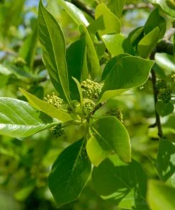 Brighter Blooms Wildfire Black Gum Tree Shade Trees 7 Brighter Blooms Wildfire Black Gum Tree Shade Trees