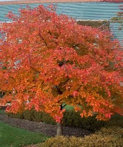 Brighter Blooms Wildfire Black Gum Tree Shade Trees 8 Brighter Blooms Wildfire Black Gum Tree Shade Trees