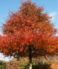 Brighter Blooms Wildfire Black Gum Tree Shade Trees