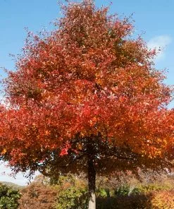 Brighter Blooms Wildfire Black Gum Tree Shade Trees