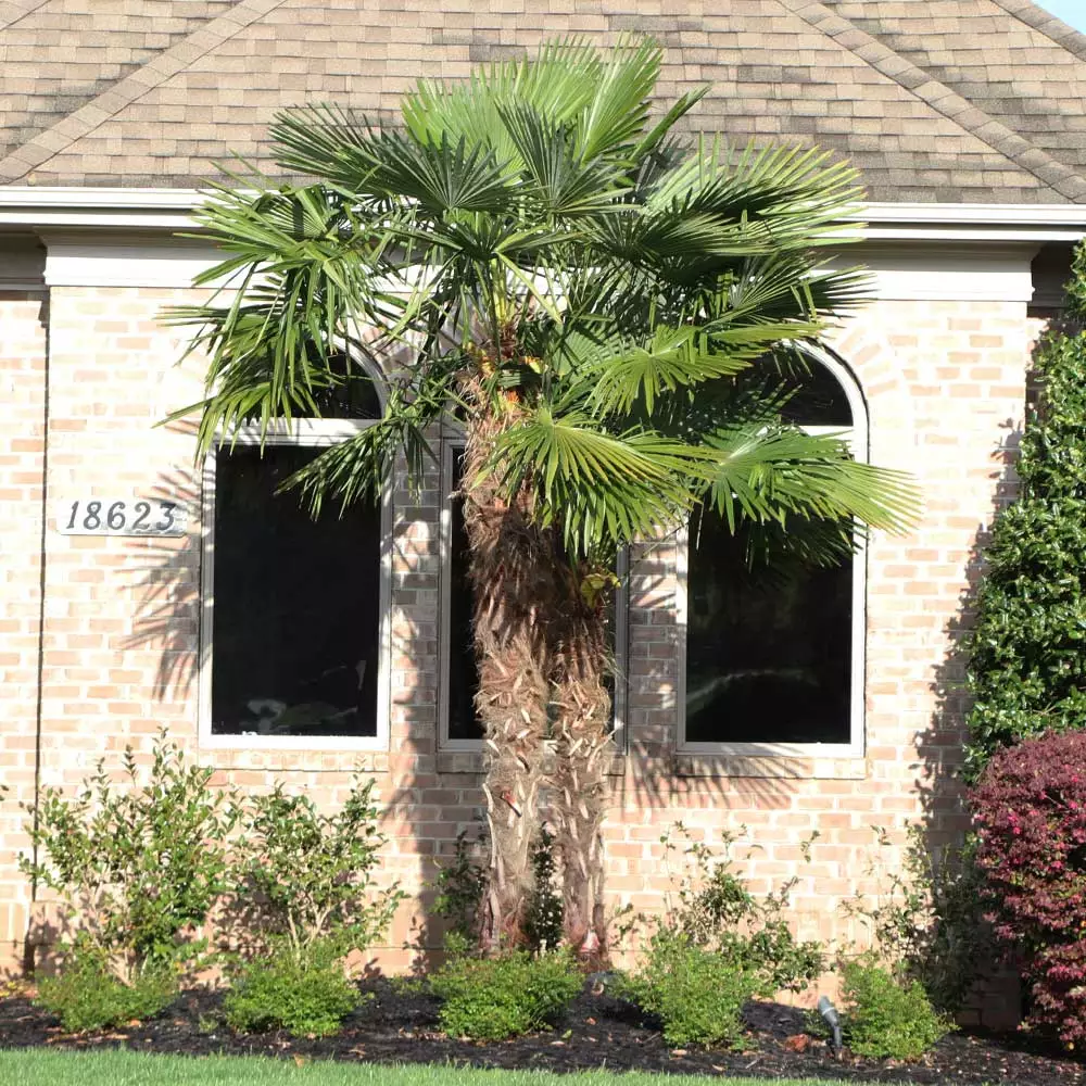 Brighter Blooms Windmill Palm Tree Palm Trees 4 Brighter Blooms Windmill Palm Tree Palm Trees