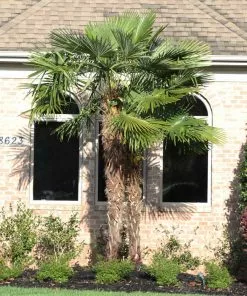 Brighter Blooms New Trees Windmill Palm Tree