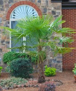 Brighter Blooms Windmill Palm Tree Palm Trees 8 Brighter Blooms Windmill Palm Tree Palm Trees