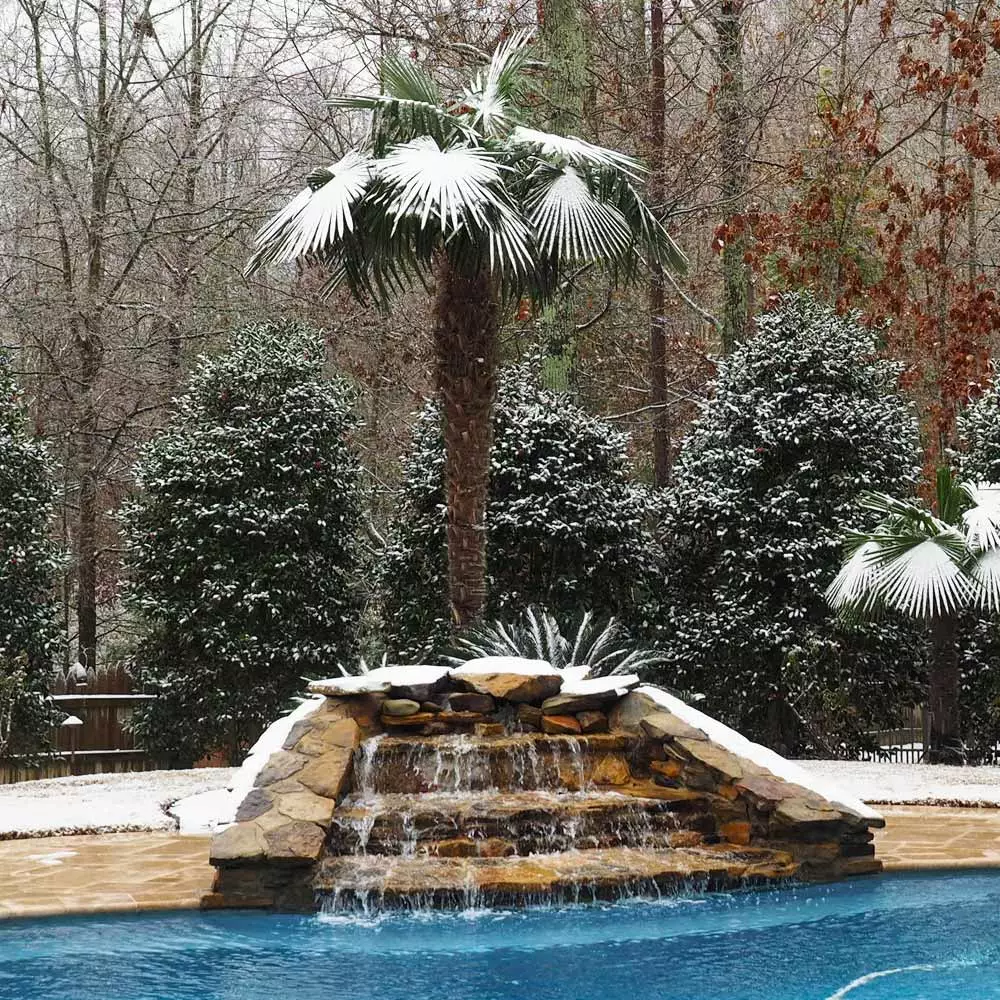 Brighter Blooms Windmill Palm Tree Palm Trees 5 Brighter Blooms Windmill Palm Tree Palm Trees
