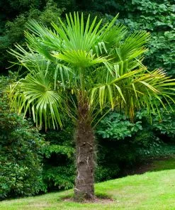 Brighter Blooms Windmill Palm Tree Palm Trees