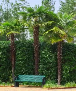 Brighter Blooms Windmill Palm Tree Palm Trees 11 Brighter Blooms Windmill Palm Tree Palm Trees