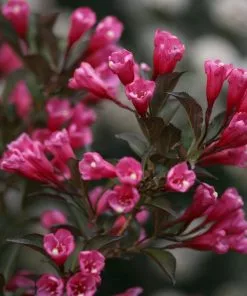 Brighter Blooms Shrubs & Hedges Wine & Roses® Weigela Shrub 8 Brighter Blooms Shrubs & Hedges Wine & Roses® Weigela Shrub