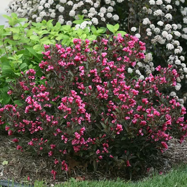 Brighter Blooms Shrubs & Hedges Wine & Roses® Weigela Shrub 1 Brighter Blooms Shrubs & Hedges Wine & Roses® Weigela Shrub