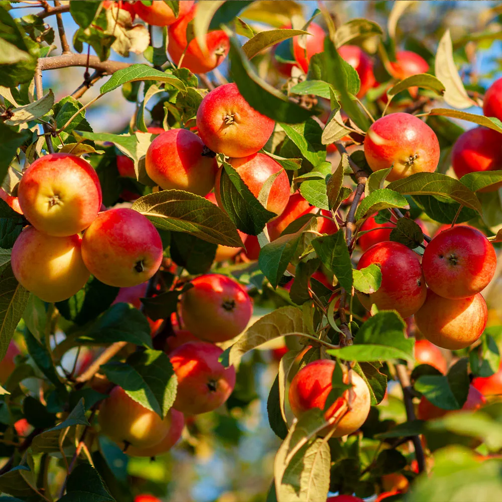 Brighter Blooms Fruit Trees Winesap Apple Tree 2 Brighter Blooms Fruit Trees Winesap Apple Tree