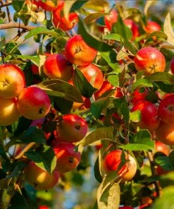 Brighter Blooms Fruit Trees Winesap Apple Tree