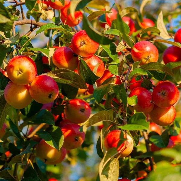 Brighter Blooms Fruit Trees Winesap Apple Tree 1 Brighter Blooms Fruit Trees Winesap Apple Tree