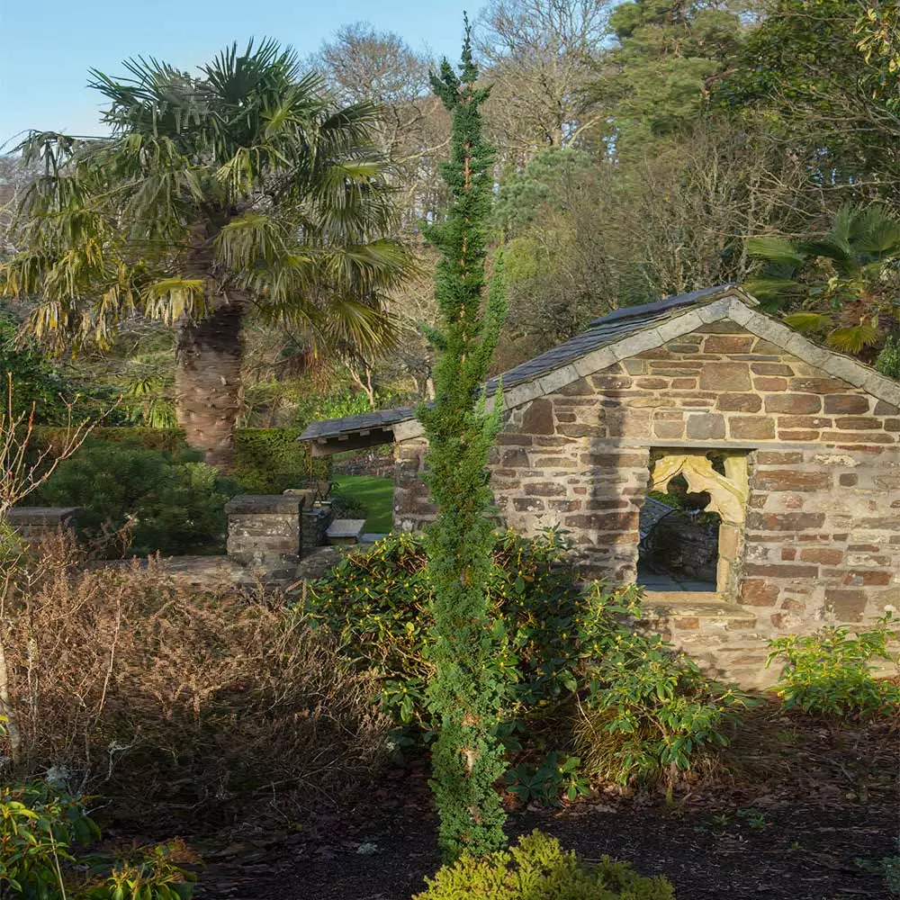 Brighter Blooms Evergreen & Privacy Wissel's Saguaro Cypress Tree 2 Brighter Blooms Evergreen & Privacy Wissel's Saguaro Cypress Tree