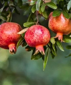 Brighter Blooms Wonderful Pomegranate Tree Fruit Trees
