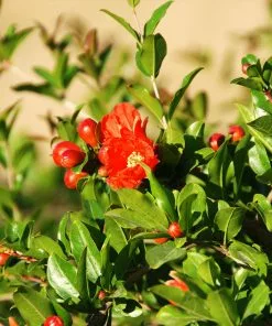 Brighter Blooms Wonderful Pomegranate Tree Fruit Trees 6 Brighter Blooms Wonderful Pomegranate Tree Fruit Trees