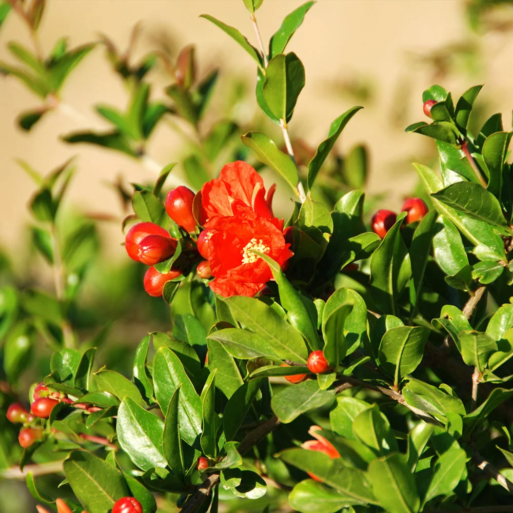Brighter Blooms Wonderful Pomegranate Tree Fruit Trees 3 Brighter Blooms Wonderful Pomegranate Tree Fruit Trees