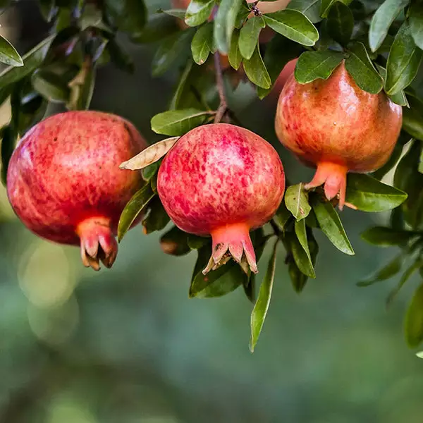 Brighter Blooms Wonderful Pomegranate Tree Fruit Trees 1 Brighter Blooms Wonderful Pomegranate Tree Fruit Trees