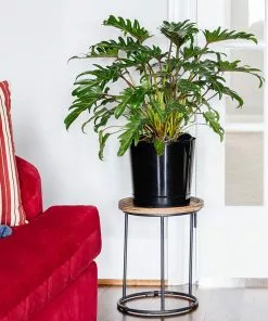 Brighter Blooms Xanadu Philodendron (Winterbourn) Plant 10 Brighter Blooms Xanadu Philodendron (Winterbourn) Plant