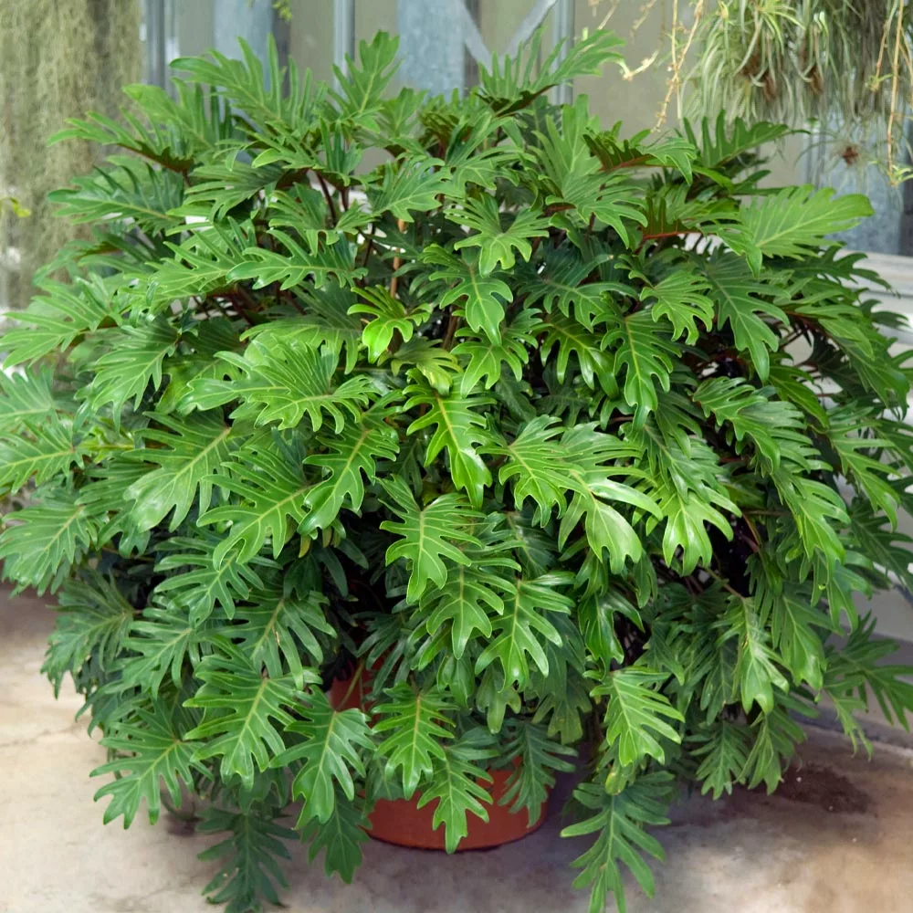 Brighter Blooms Xanadu Philodendron (Winterbourn) Plant 4 Brighter Blooms Xanadu Philodendron (Winterbourn) Plant