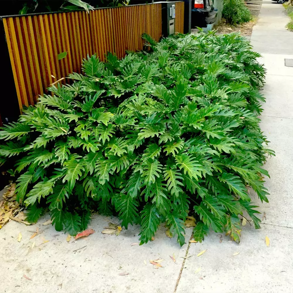 Brighter Blooms Xanadu Philodendron (Winterbourn) Plant 2 Brighter Blooms Xanadu Philodendron (Winterbourn) Plant