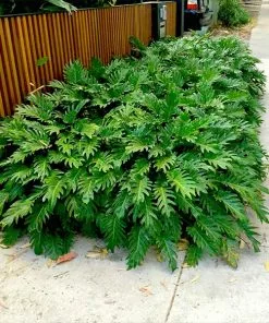 Brighter Blooms Xanadu Philodendron (Winterbourn) Plant