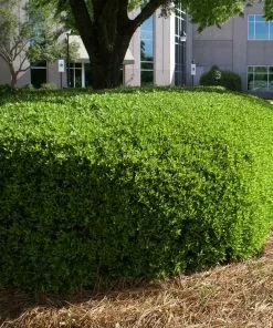 Brighter Blooms Dwarf Yaupon Holly Shrub