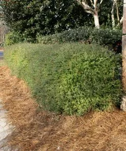 Brighter Blooms Dwarf Yaupon Holly Shrub